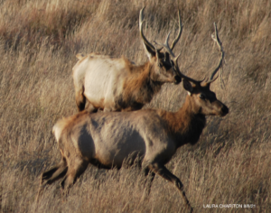 Two emaciated tule elk
