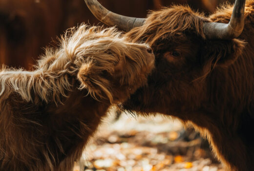 photo of mother and calf Highland cows