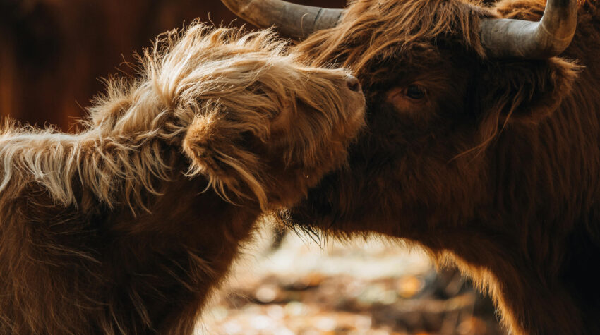 photo of mother and calf Highland cows