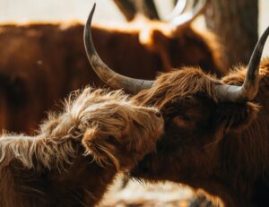 photo of mother and calf Highland cows