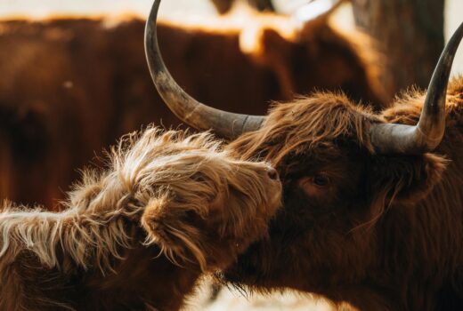 photo of mother and calf Highland cows