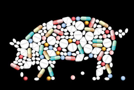 Outline of a pig filled with colored antibiotic pills