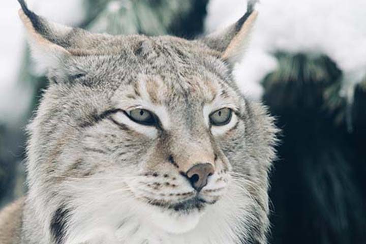 Close up of the face of a Canada Lynx.