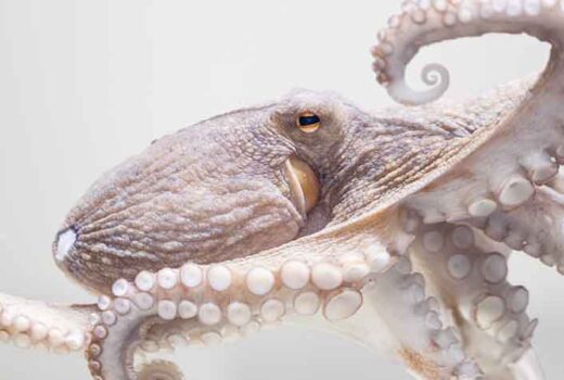 Octopus in a tank appearing pale