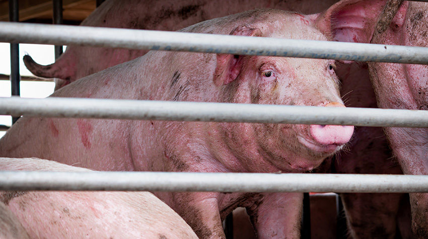 Pig suffering during delivery to pork processing factory.