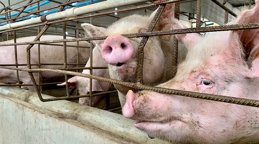 Pregnant sow in gestation unit in intensive swine farm.