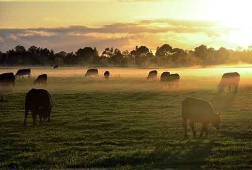 Cows in a field at sunset.