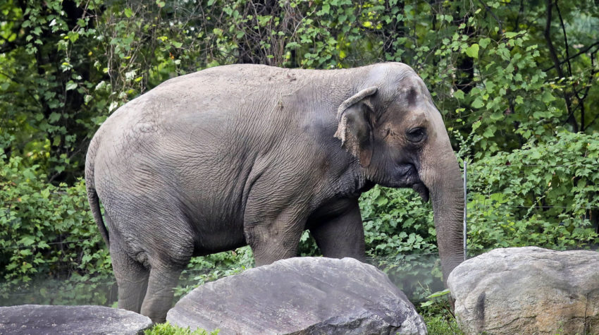 Happy the elephant strolls inside the zoo's Asia Habitat in New York on Oct. 2, 2018. New York's top court on Tuesday, June 14, 2022, rejected an effort to free Happy the elephant from the Bronx Zoo, ruling that she does not meet the definition of "person" who is being illegally confined.
