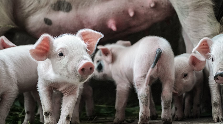 Five baby piglets gather under their mother