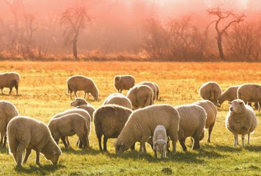 Sheep grazing in a field.
