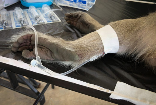 Leg of a sedated monkey on a laboratory table