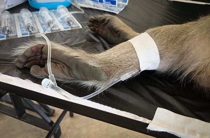Leg of a sedated monkey on a laboratory table