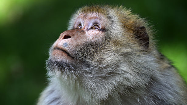 A rhesus macaque monkey stares upwards.