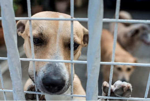 Closeup of a dog leaning on a fence of an outdoor animal shelter, with other dogs visible in the background.