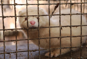 Mink farm. Production of elite fur. Animal in a cage.