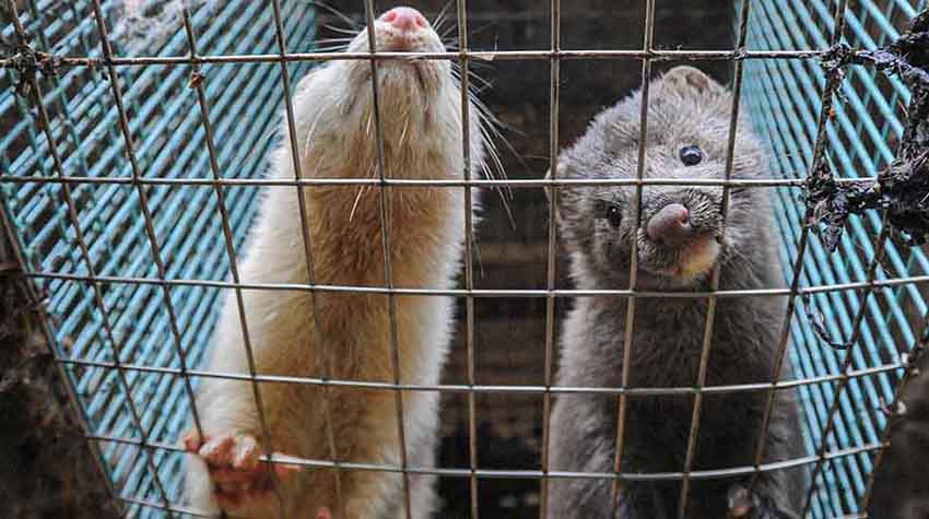 Two mink look down from their cage