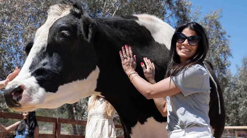Nirva Kapasi Patel strokes a black and white cow at Farm Sanctuary