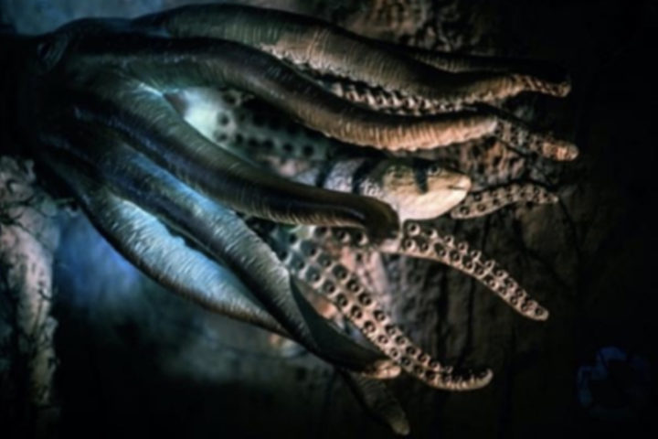Octopus tentacles surround a fish