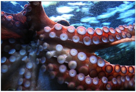 An octopus under the water exposes his tentacle suckers.