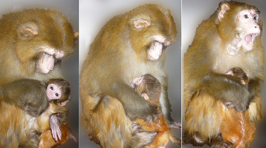 Cruel Experiments on Monkeys Should Stop at Harvard Medical School