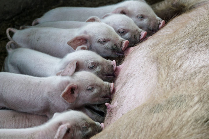 Six suckling piglets