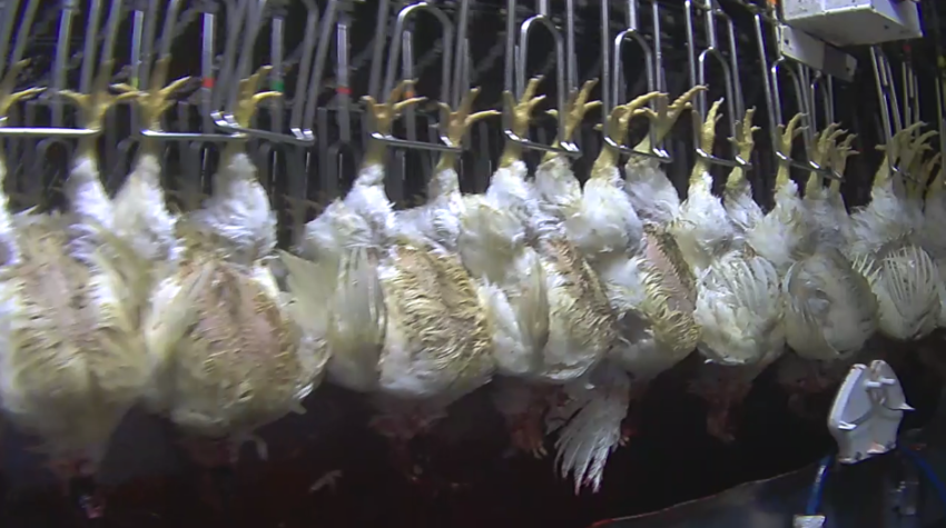 A row of chickens hung upside down on a poultry slaughter line