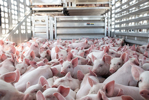 Image of 6000 pigs in transport at the beginning of an 8-hour drive, which is on the cover of the report..