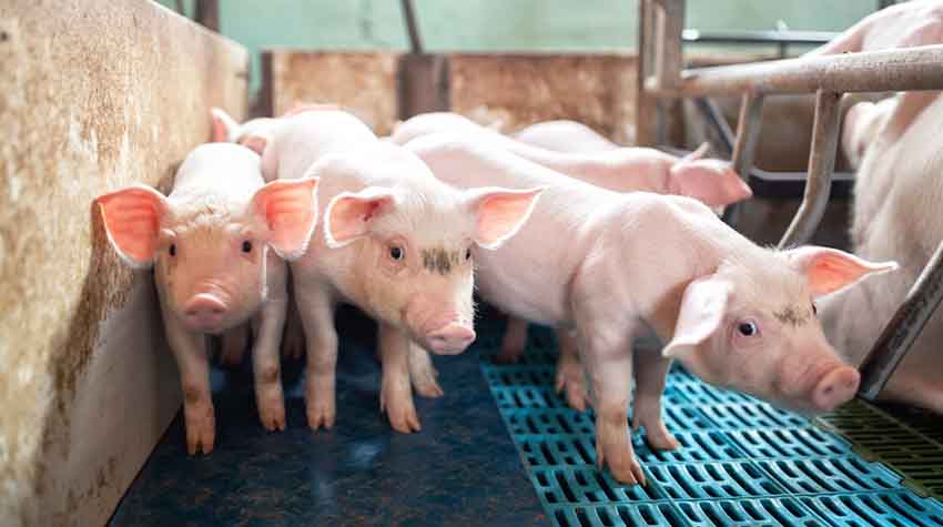 Anxious looking pigs and piglets at a domestic farm, Pigs at factory