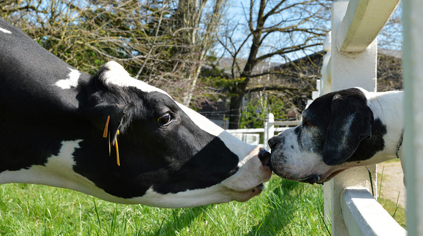 Beautiful scene of a great dane and a cow with their heads together
