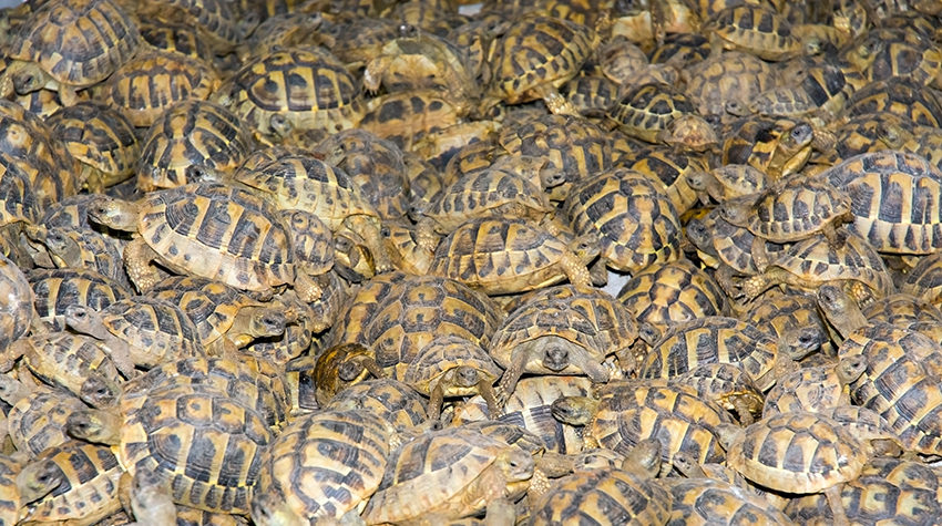 Crowd of tortoises