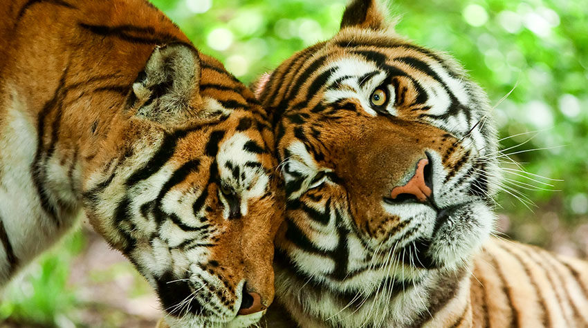 Two tigers nuzzle