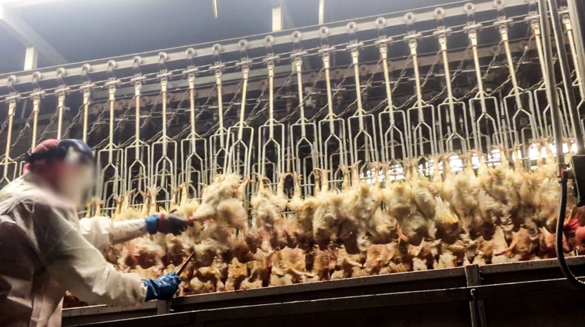 A worker handles chickens on a slaughter line