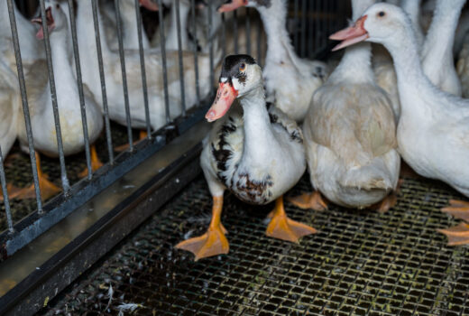 Mulard duck on a foie gras production farm