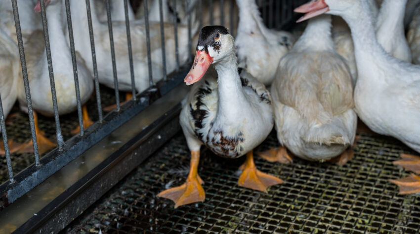 Mulard duck on a foie gras production farm