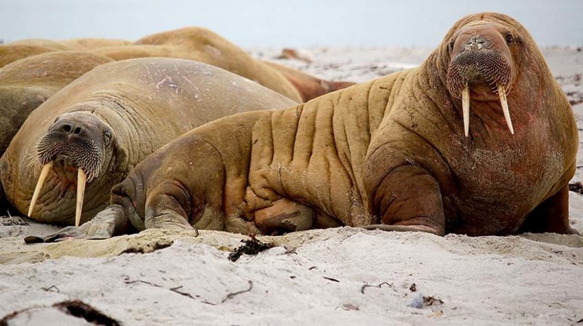 Two huge walruses lie side by side on the sand with the ocean behind them.