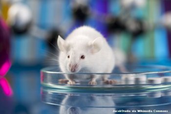 A white mouse in a petri dish