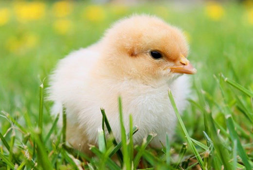 A healthy baby chick in the grass.