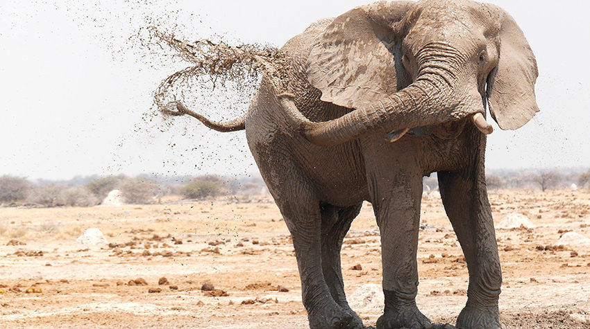 An elephant sprays itself with water
