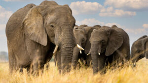 African elephants in the grass.