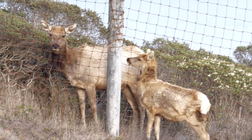 The fence erected by the Park Service somehow separates a fawn from its mother.