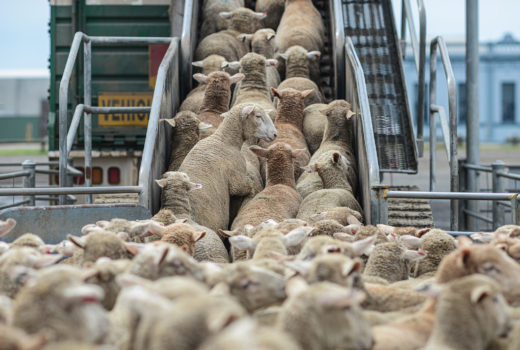 Huddled sheep being herded onto a ship.