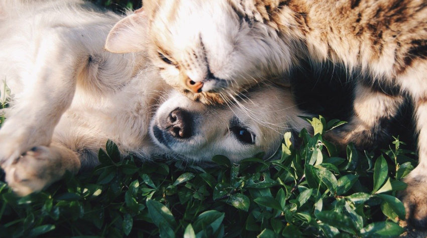 A dog and cat cuddle with their faces leaning on each other.