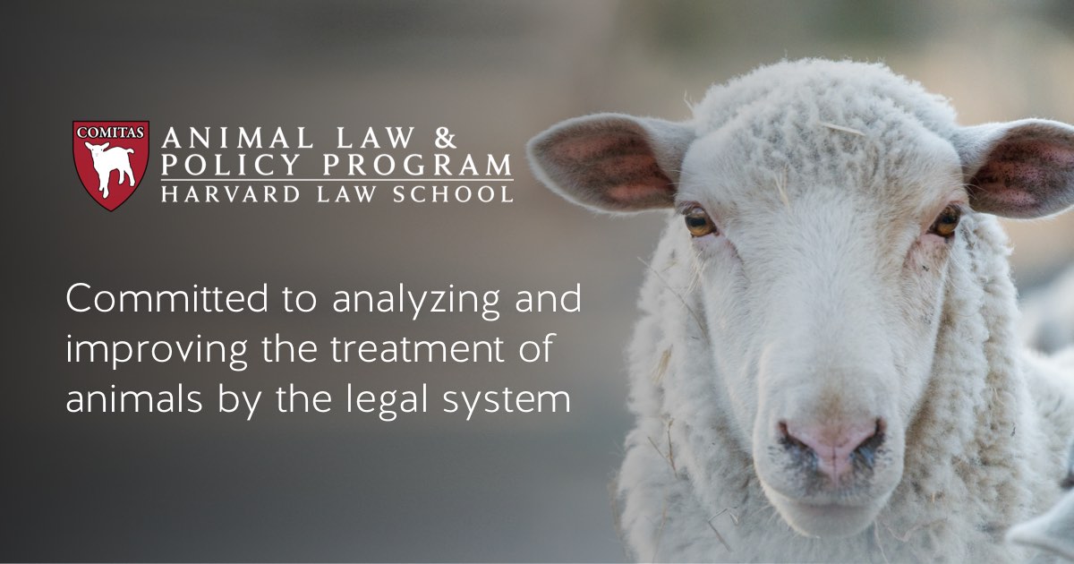 Animal Law & Policy Program | Harvard Law School