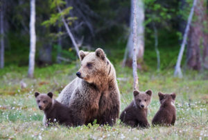 Mother brown bear protecting her three little cubs.