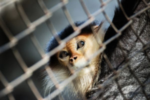 Monkey in a cage looking sad.