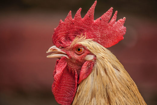 the head of a red and white rooster close up