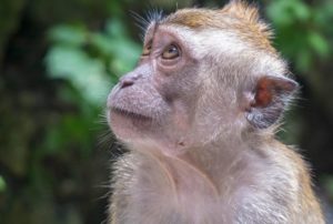Macaque monkey looking upwards