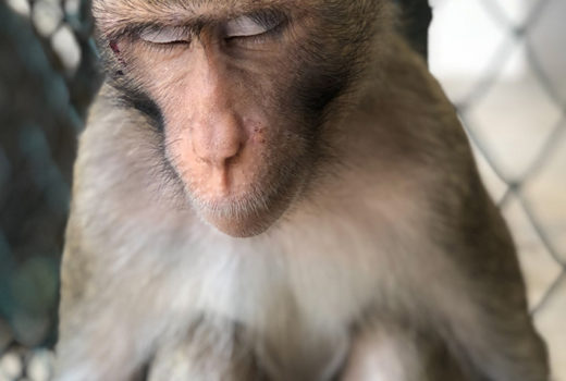Macaque monkey in a cage with their eyes closed looking sad