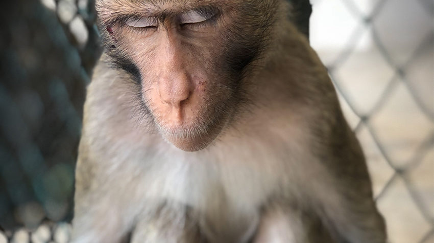 Macaque monkey in a cage with their eyes closed looking sad