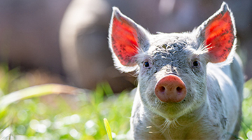 A piglet on a free range pig farm stops racing around the field in the sunshine to look at who is there.